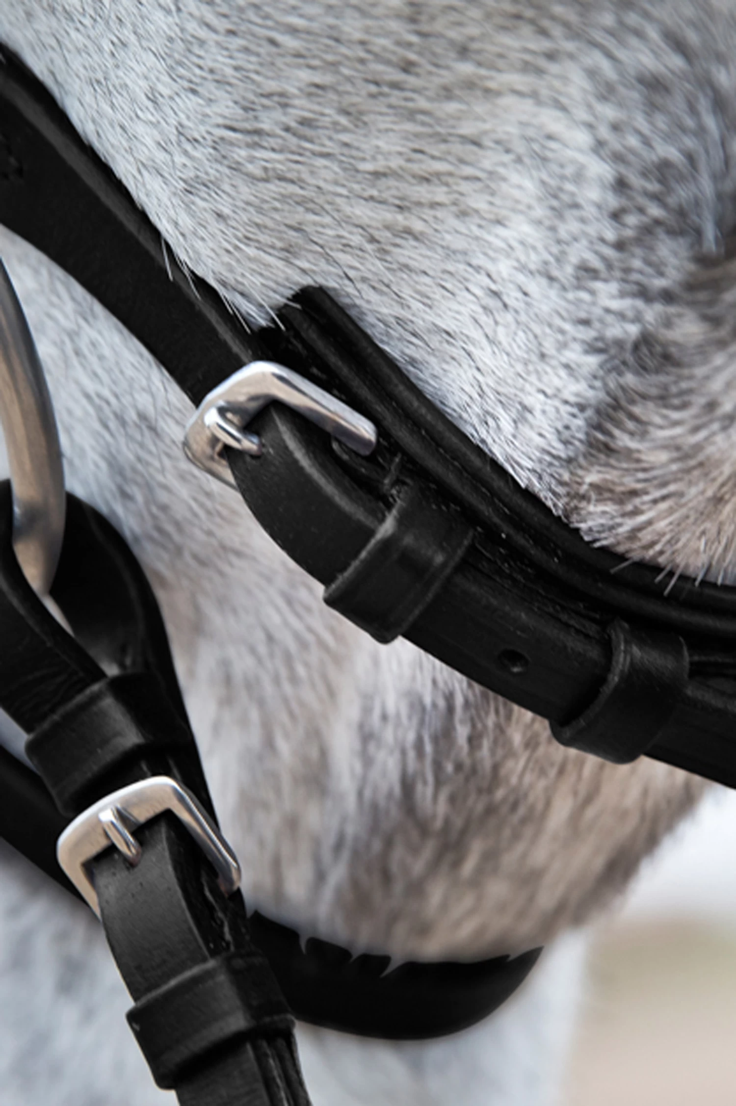 Horze Weston Bridle 5 Horze Weston Bridle - Image 3
