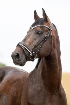 Horze Grayson Anatomic Snaffle Bridle -Sports - Horse Equipment Shop 10084 DBR 1