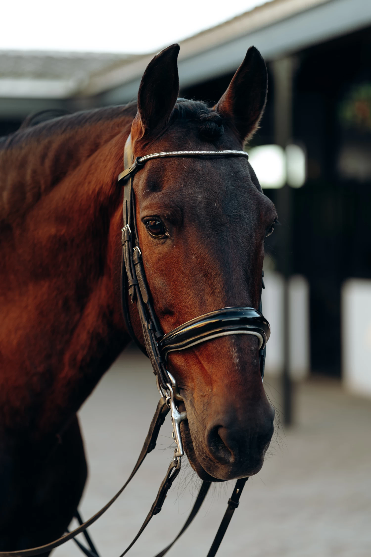 Horze Munich Brow Band With Crystals 5 Horze Munich Brow Band With Crystals - Image 3