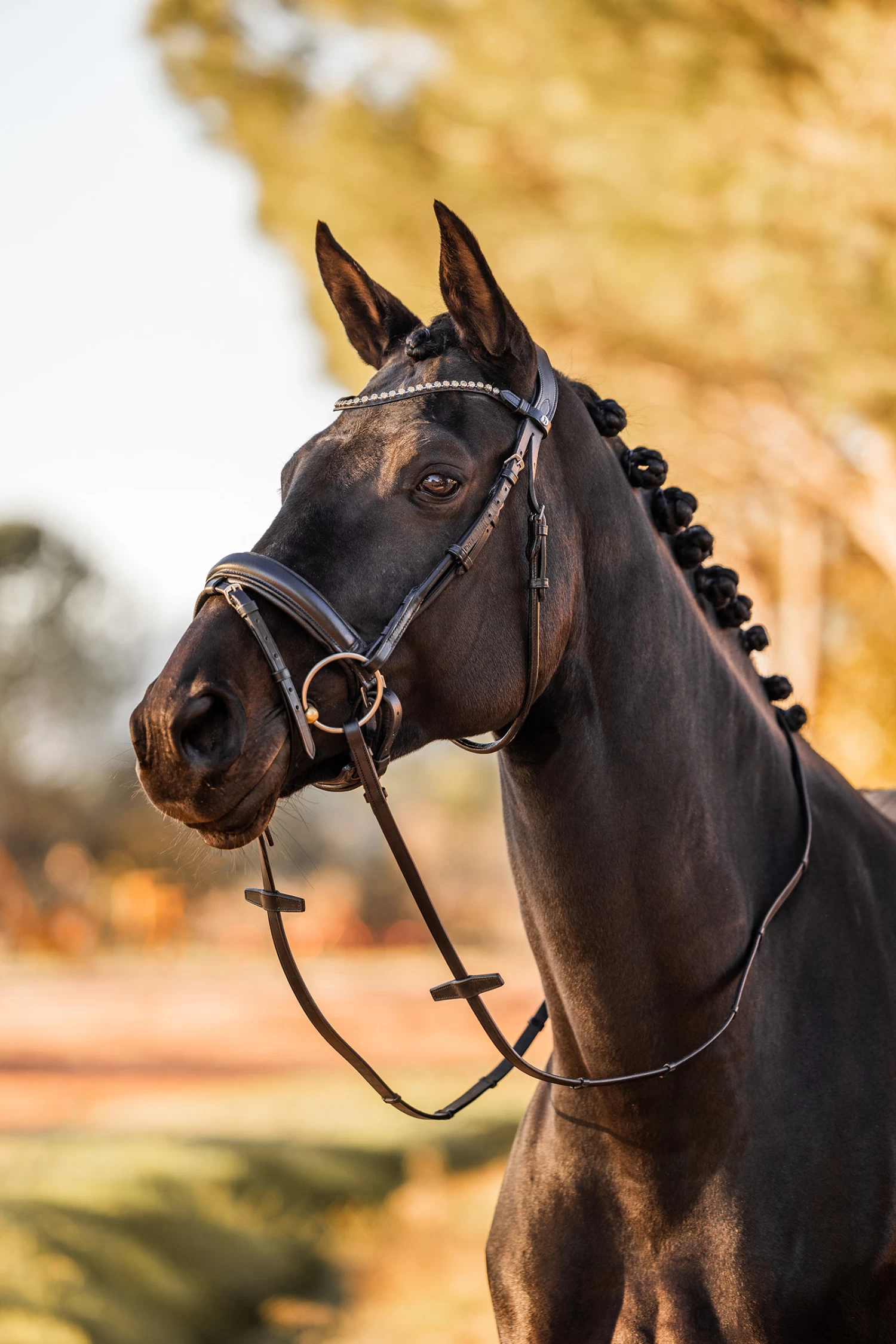 Horze Lockhart Anatomic Bridle 12 Horze Lockhart Anatomic Bridle - Image 10