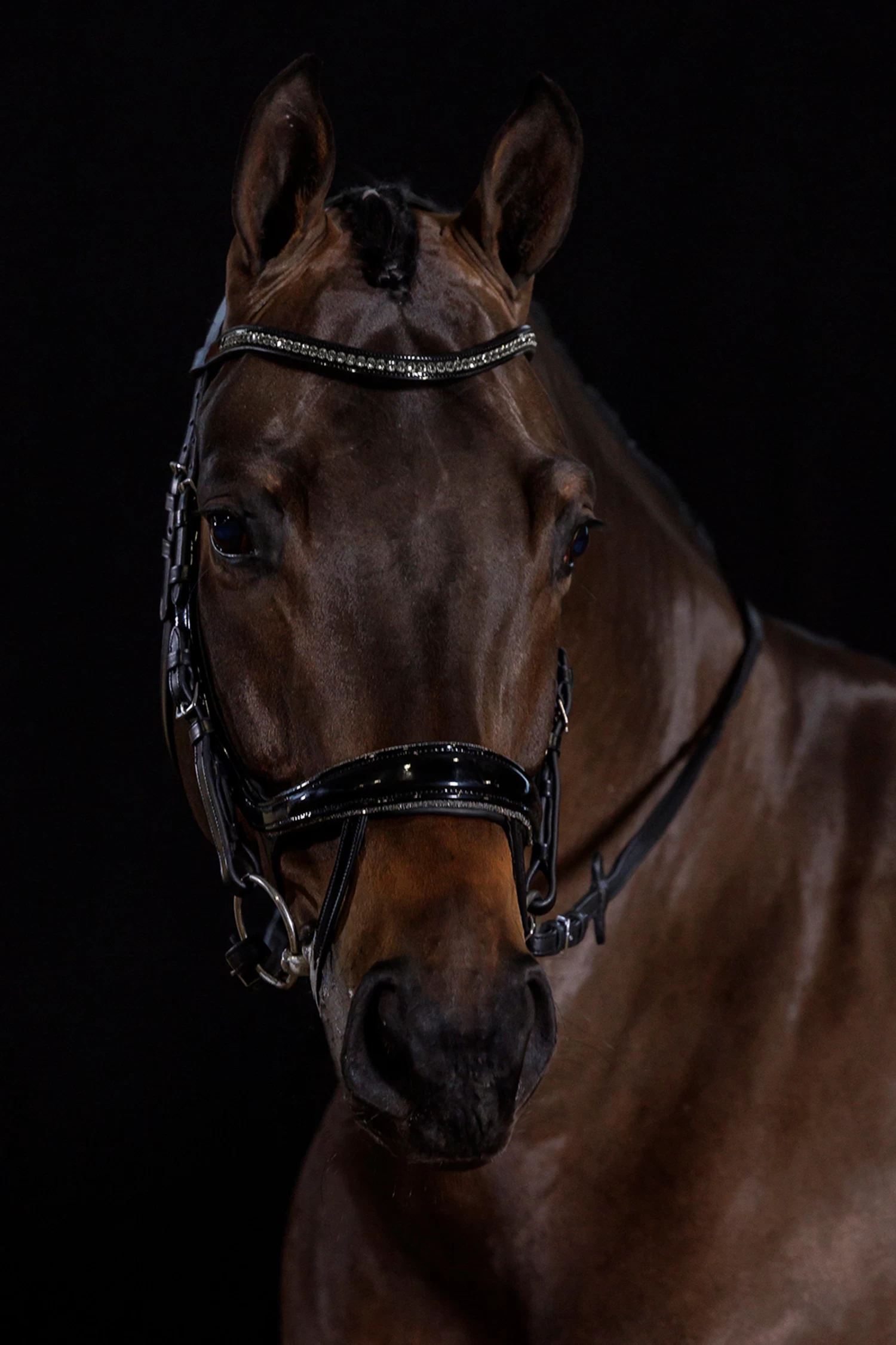 Schockemöhle Equitus Beta Glam Bridle 4 Schockemöhle Equitus Beta Glam Bridle - Image 2