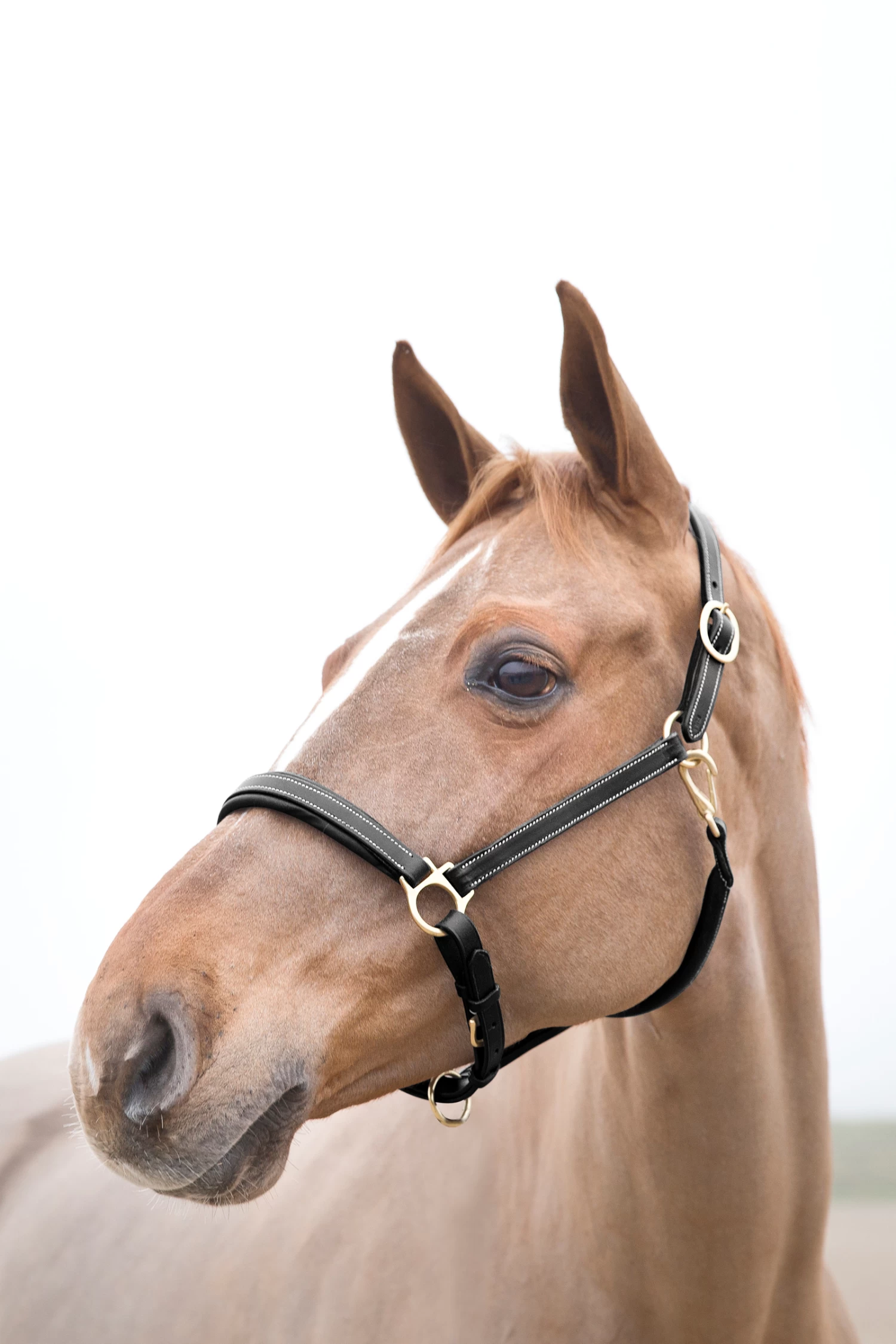 Horze Largo Leather Halter 4 Horze Largo Leather Halter - Image 2