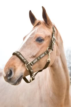 Horze Hamptons Halter -Sports - Horse Equipment Shop 22243 630 01