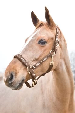 Horze Hamptons Halter -Sports - Horse Equipment Shop 22243 734 01