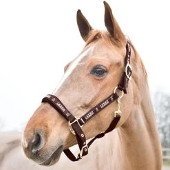 Horze Hamptons Halter -Sports - Horse Equipment Shop 22243 DBR 1