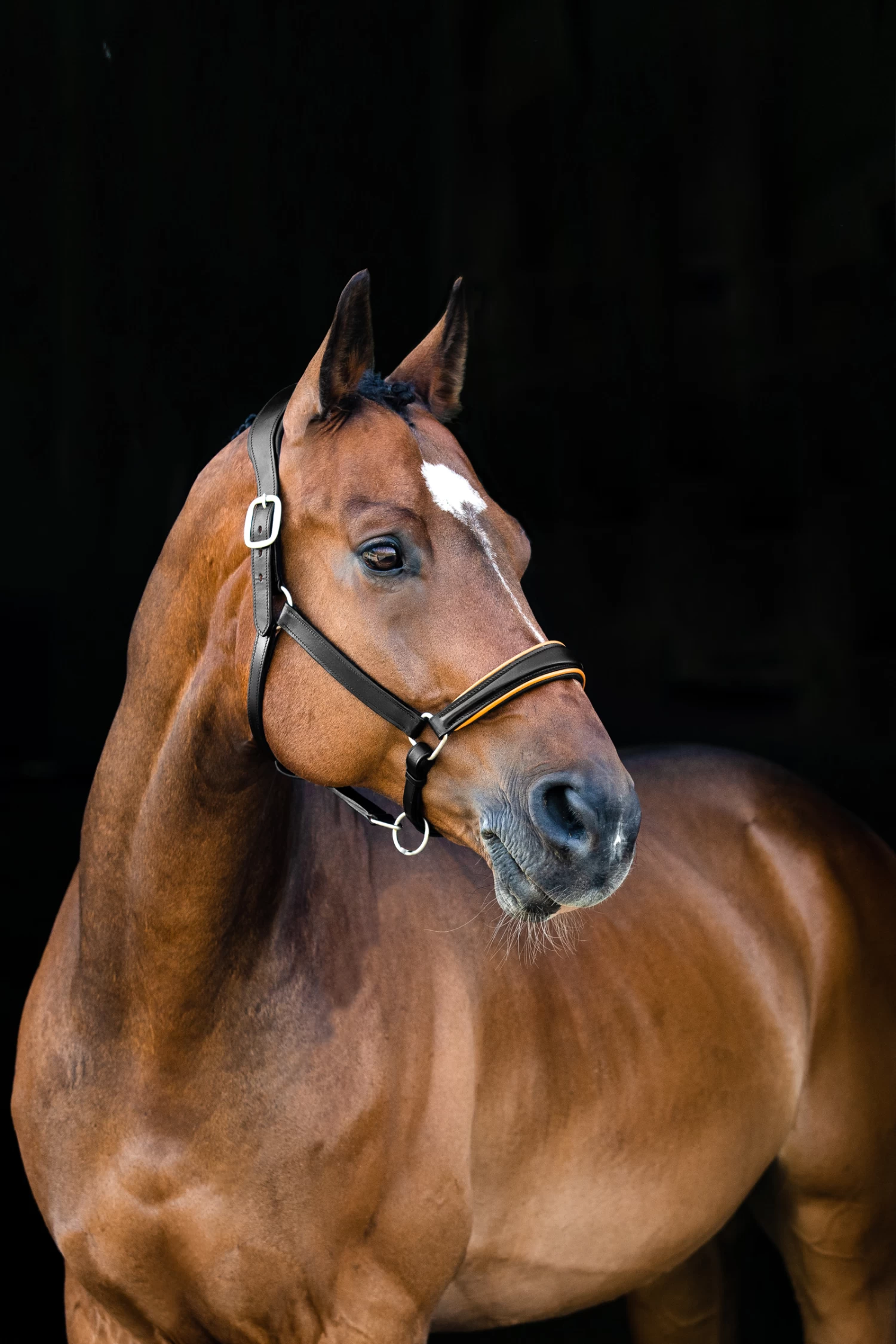 Horze Louis Leather Halter 4 Horze Louis Leather Halter - Image 2