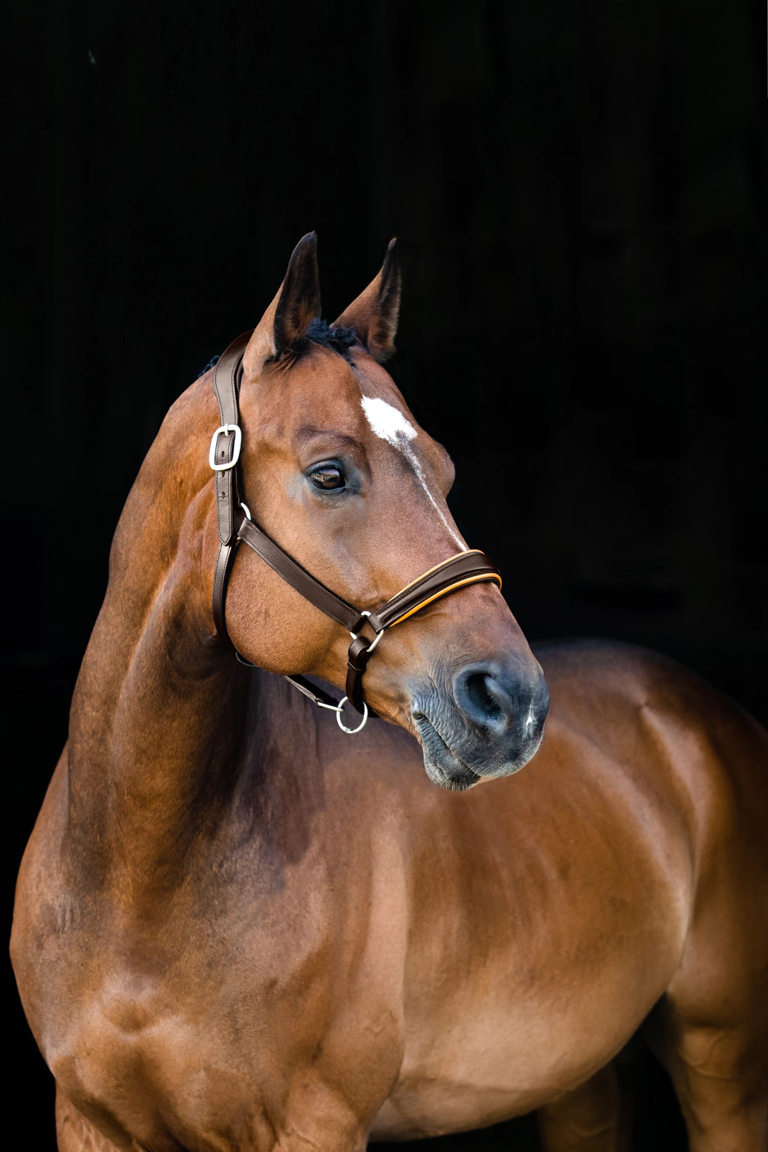 Horze Louis Leather Halter 6 Horze Louis Leather Halter - Image 4