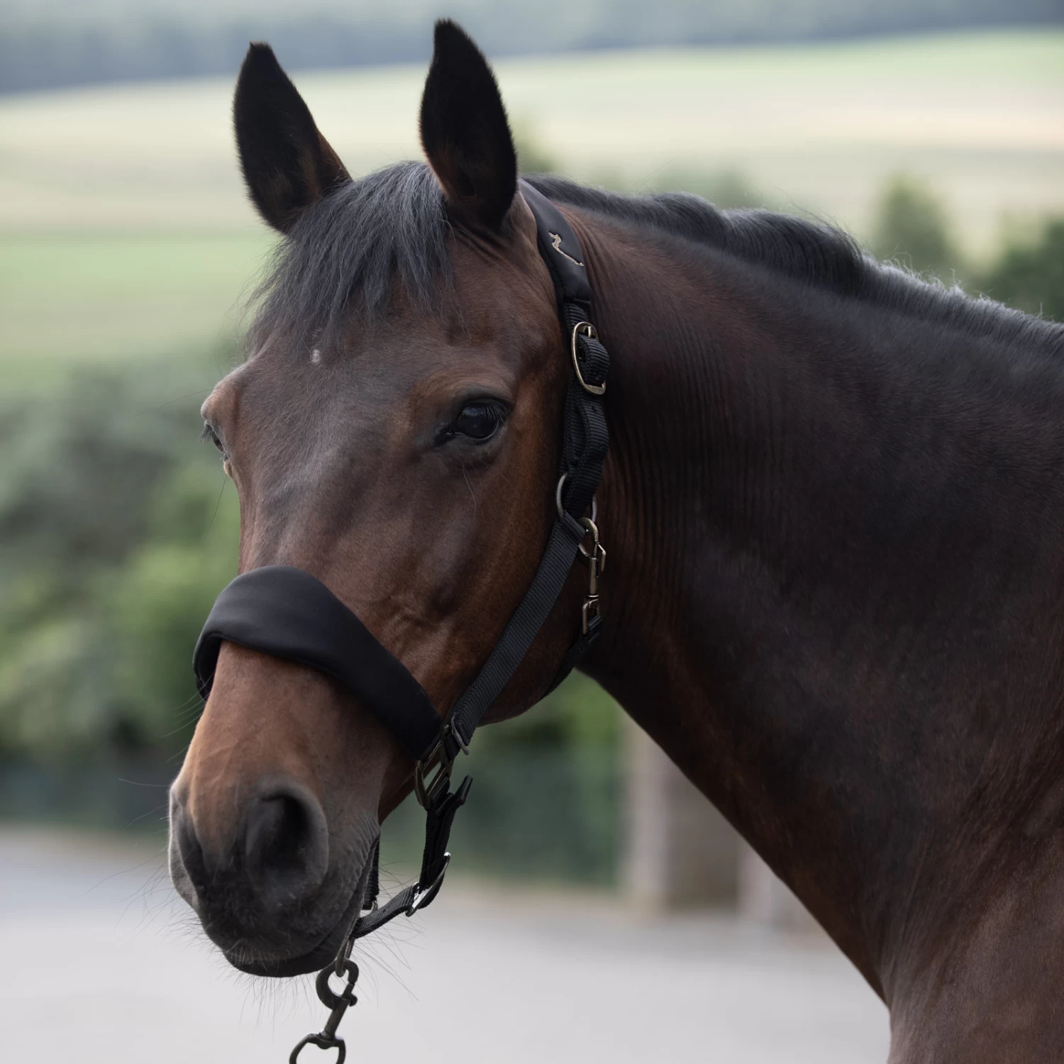 Horze Graz Halter 3 Horze Graz Halter - Image 2