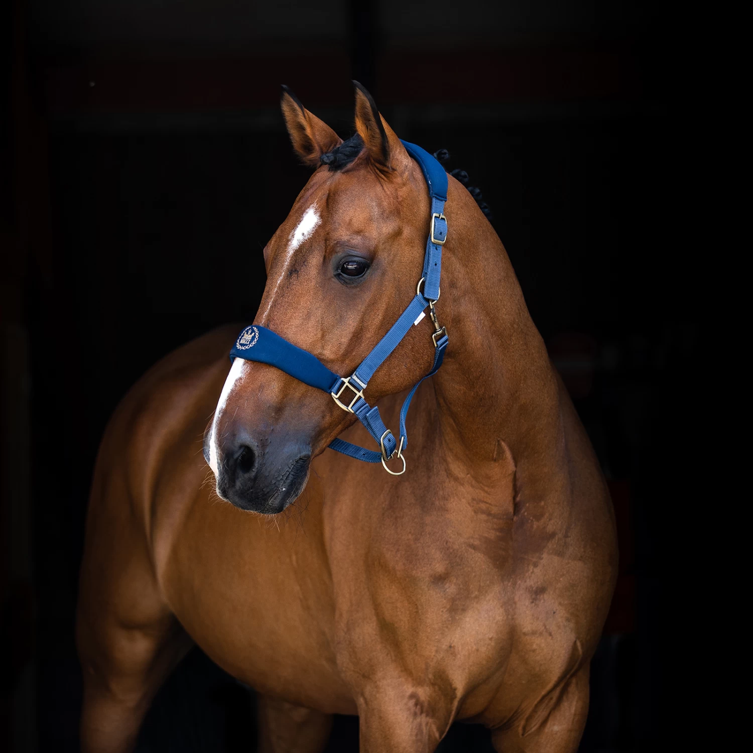 Horze Graz Halter 9 Horze Graz Halter - Image 8