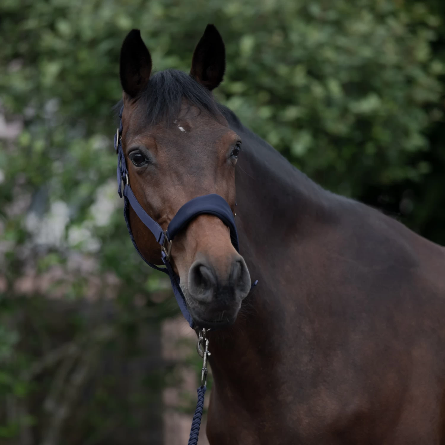 Horze Graz Halter 15 Horze Graz Halter - Image 14