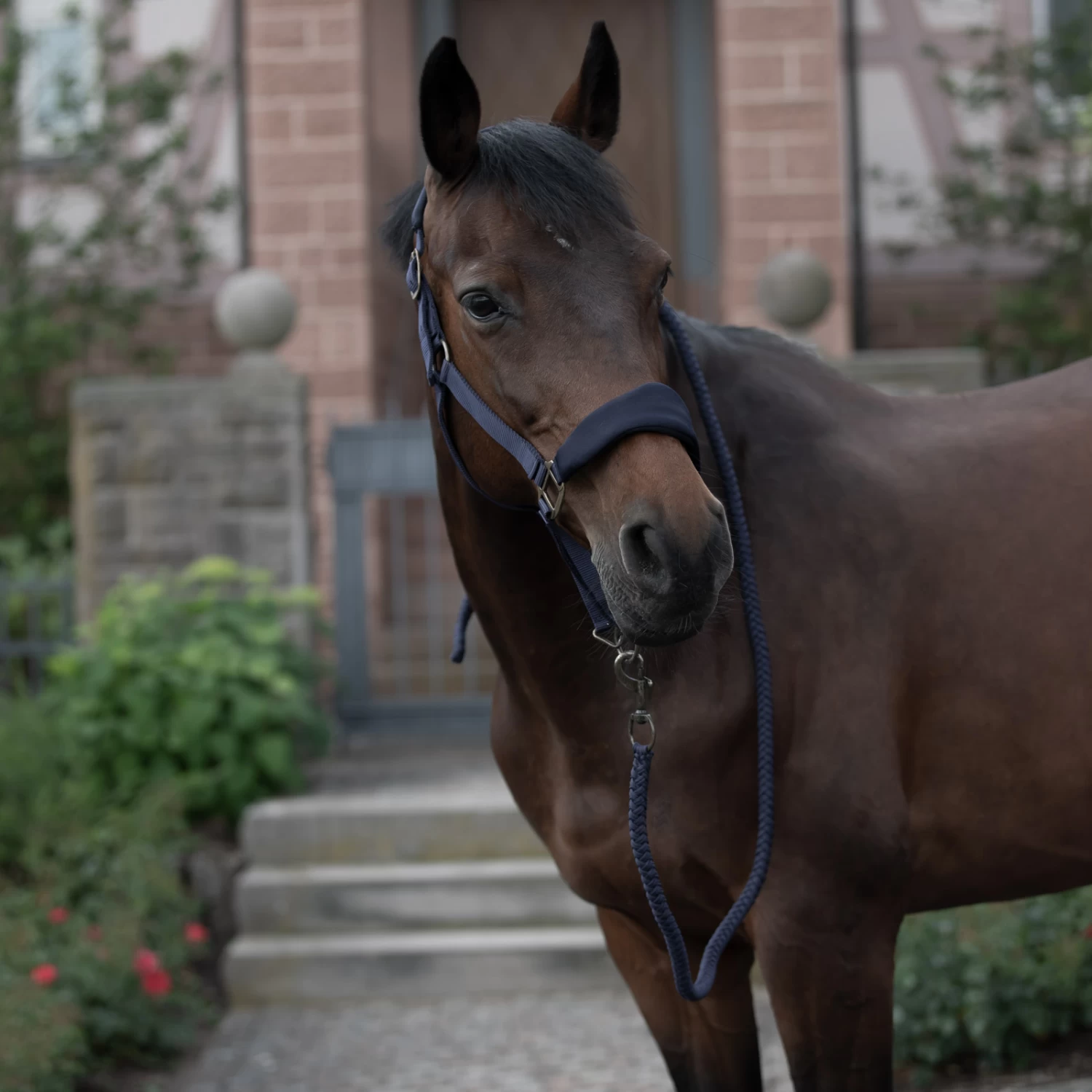 Horze Graz Halter 16 Horze Graz Halter - Image 15