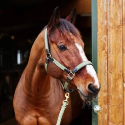 Horze Halter With Leather Details 27 Horze Halter With Leather Details -Sports - Horse Equipment Shop 22312 GR 2