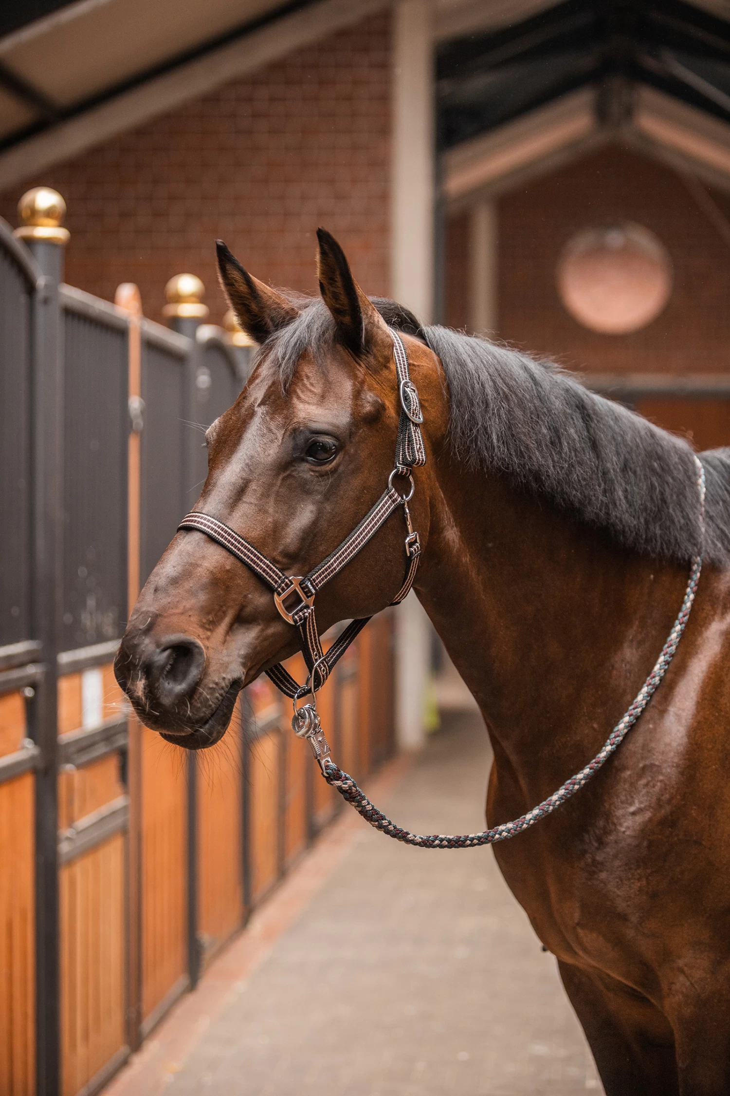 Horze Sudbury Halter 6 Horze Sudbury Halter - Image 4