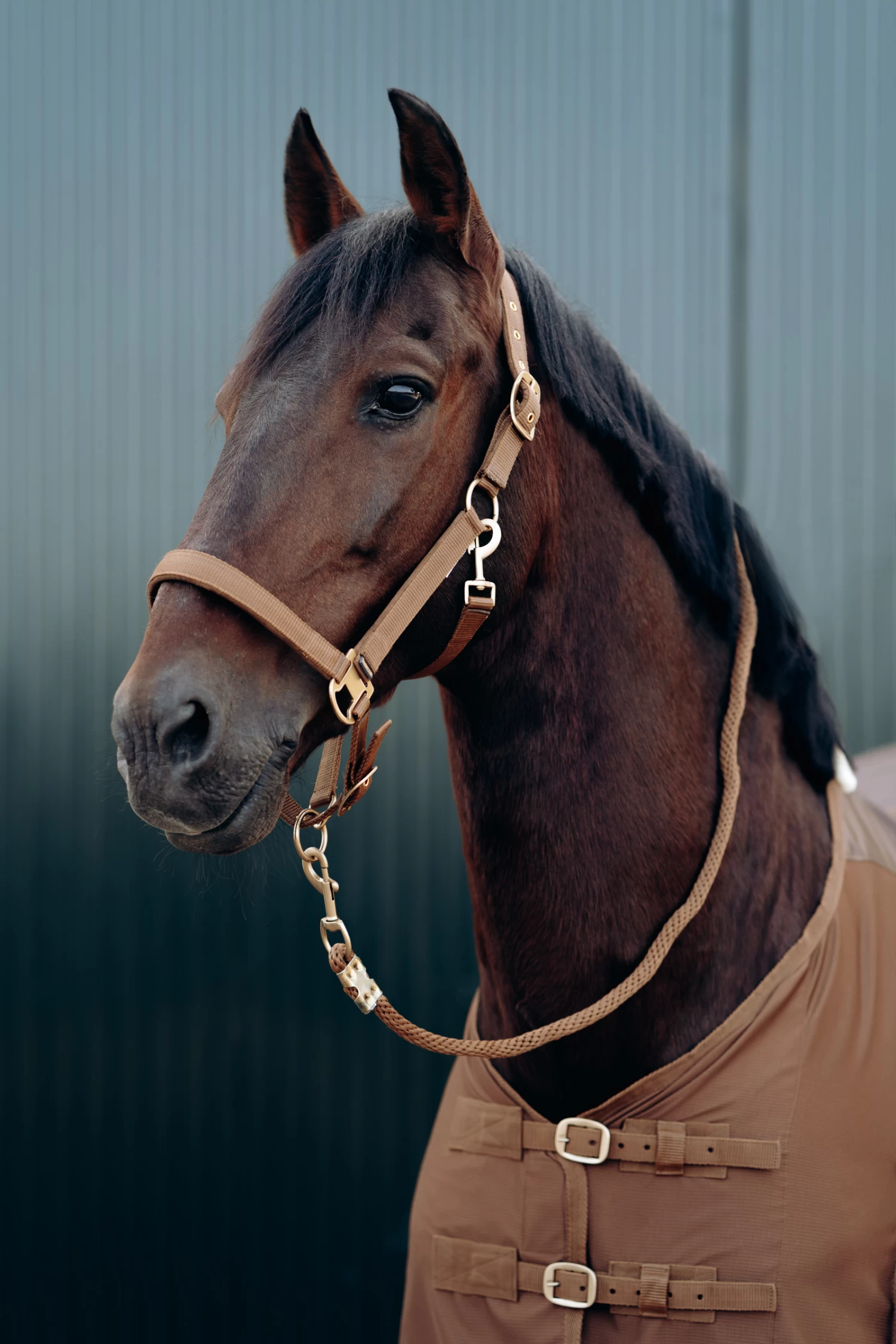 Horze Houston Halter 4 Horze Houston Halter - Image 2