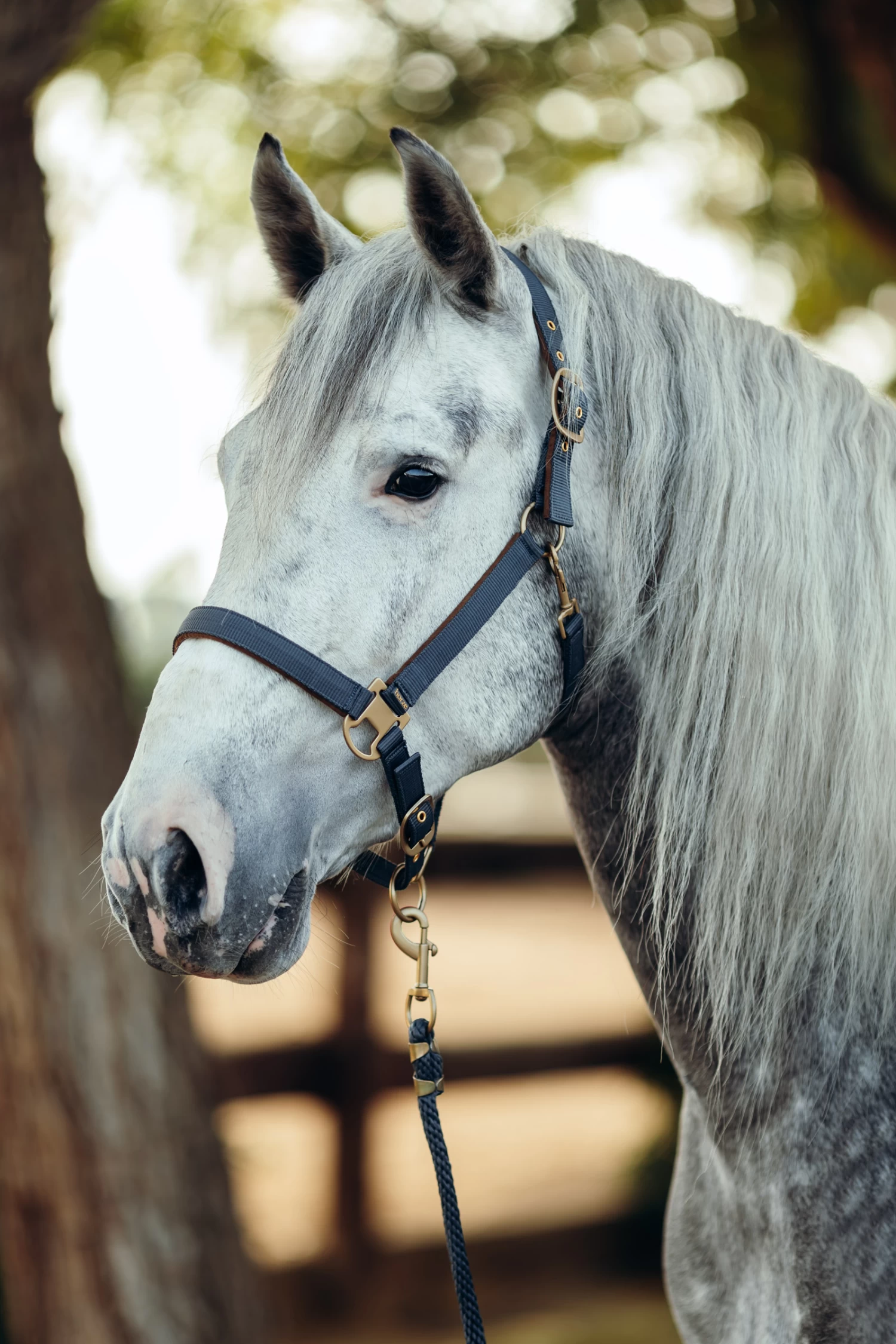 Horze Houston Halter 6 Horze Houston Halter - Image 4