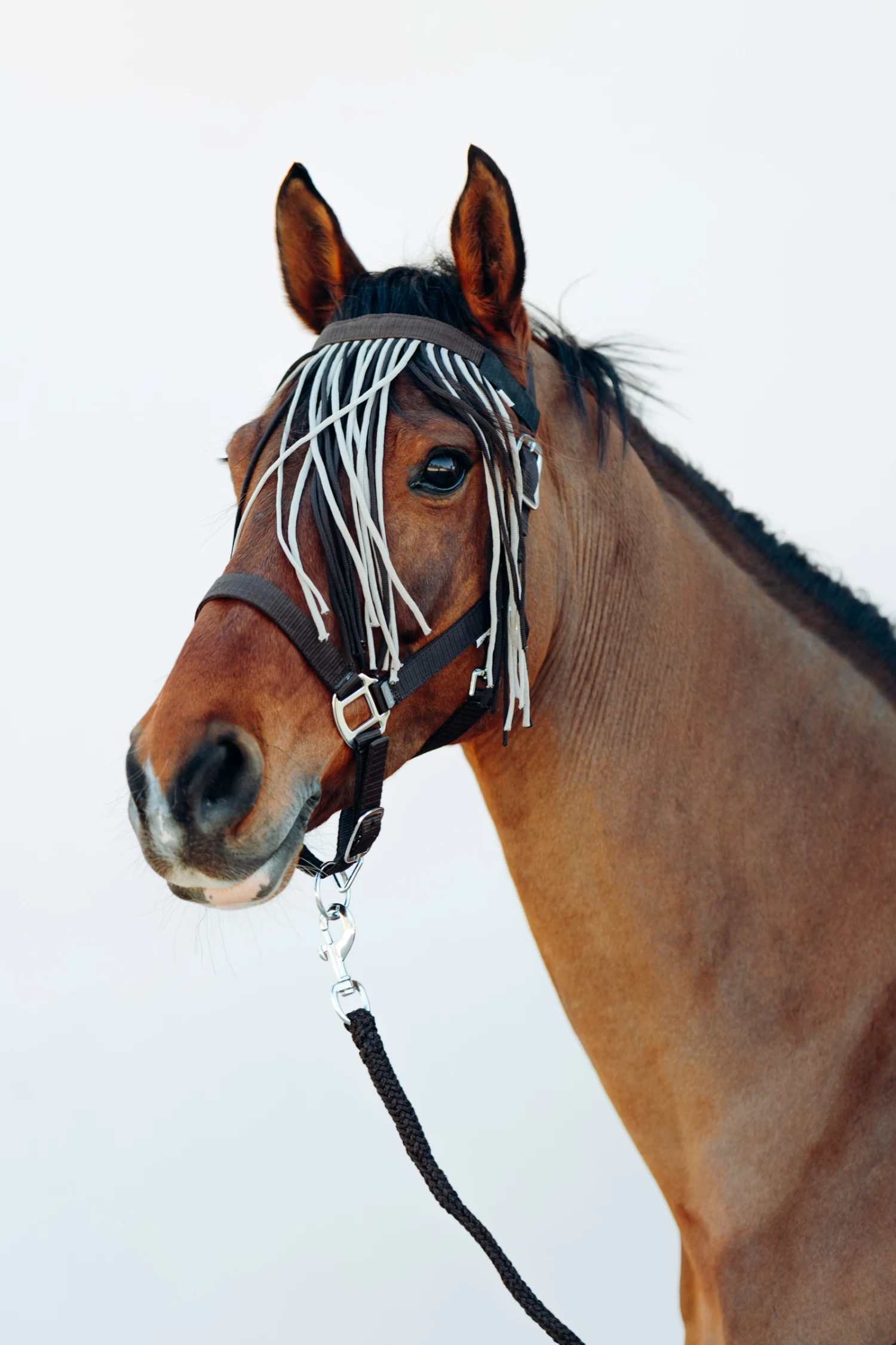Horze Moreton Halter, Lead & Fly Veil Set 4 Horze Moreton Halter, Lead & Fly Veil Set - Image 2