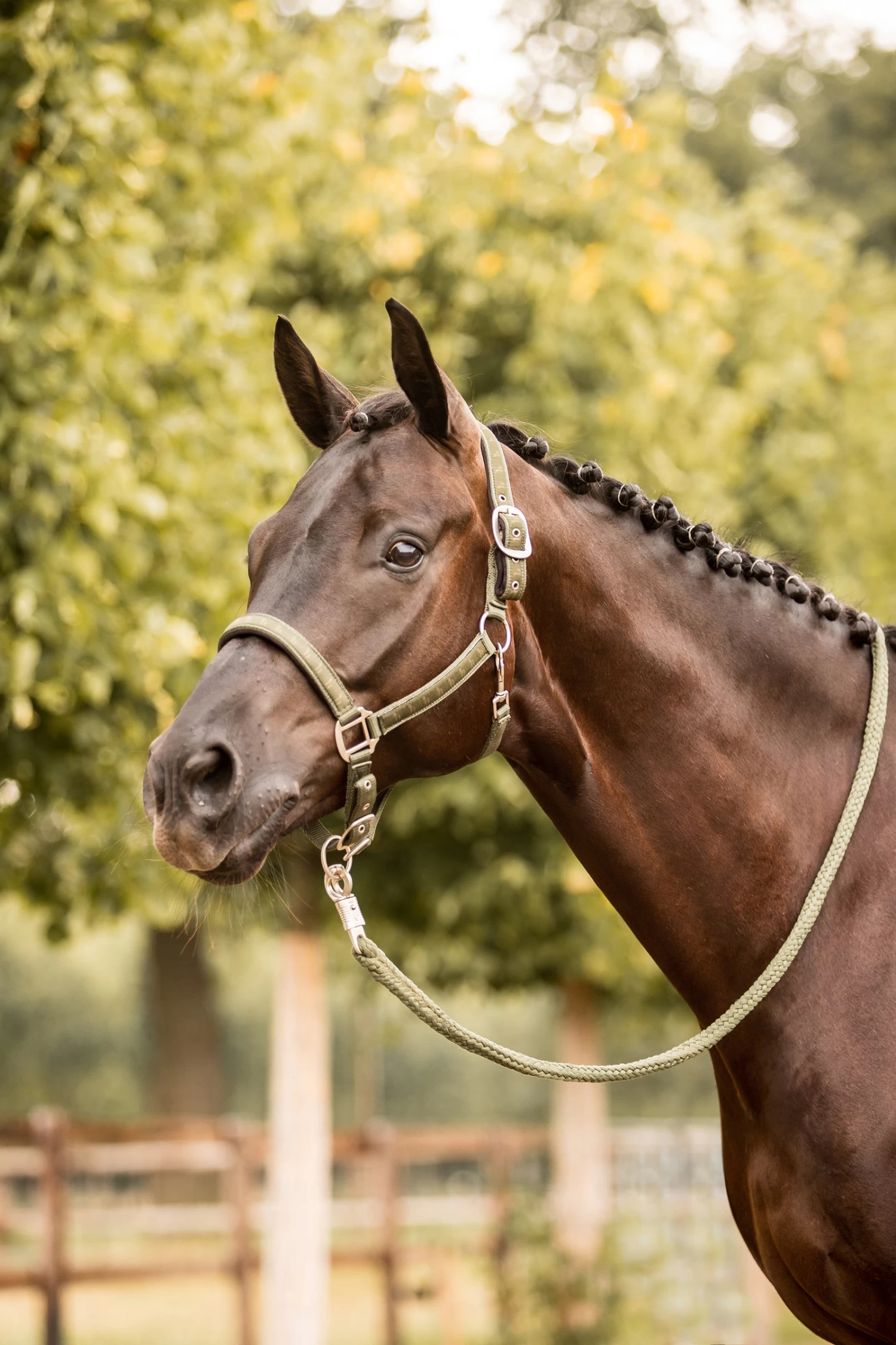 Horze Victoria Halter 6 Horze Victoria Halter - Image 4