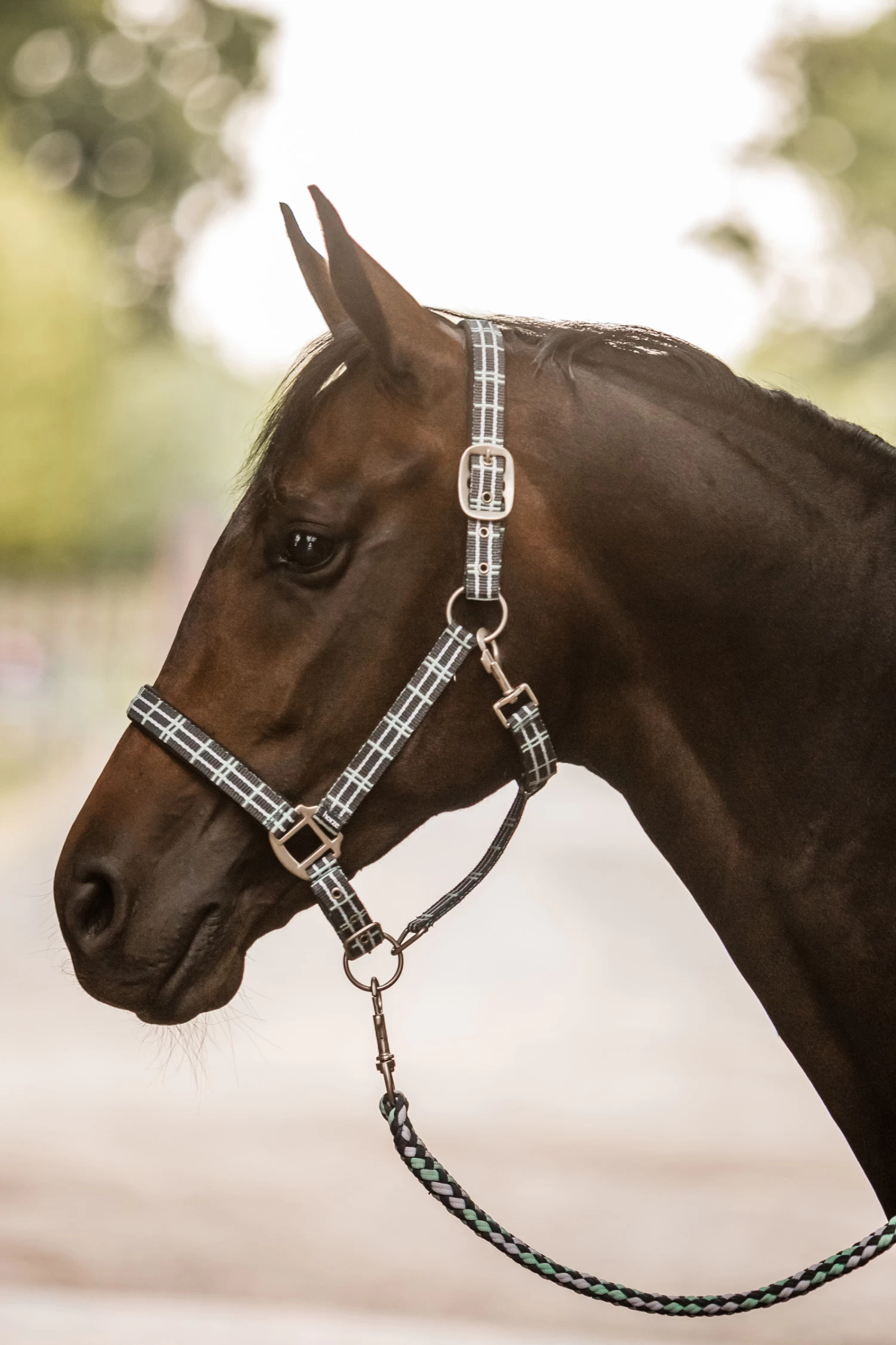 Horze Dallas Checked Halter With Neoprene Lining 4 Horze Dallas Checked Halter With Neoprene Lining - Image 2