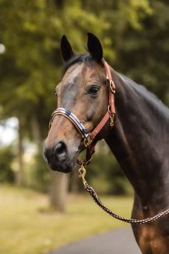 Horze Terrazzo Satin Halter -Sports - Horse Equipment Shop 22348 281 05