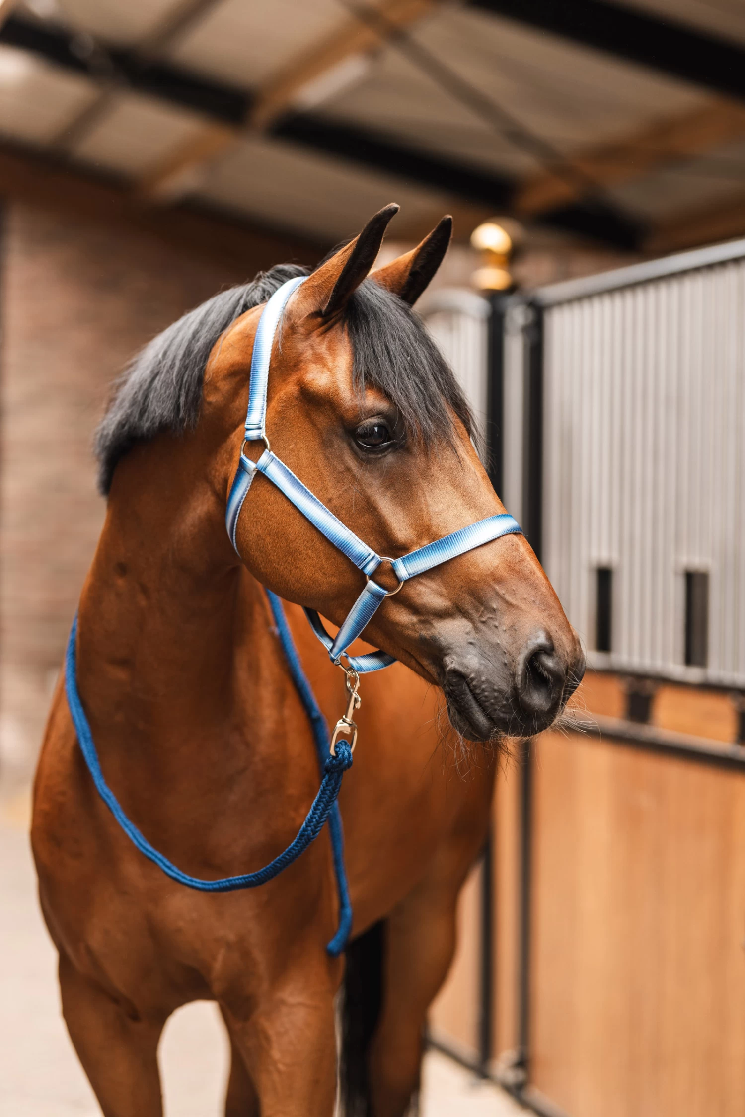 Horze Ice Water Halter Set 11 Horze Ice Water Halter Set - Image 9