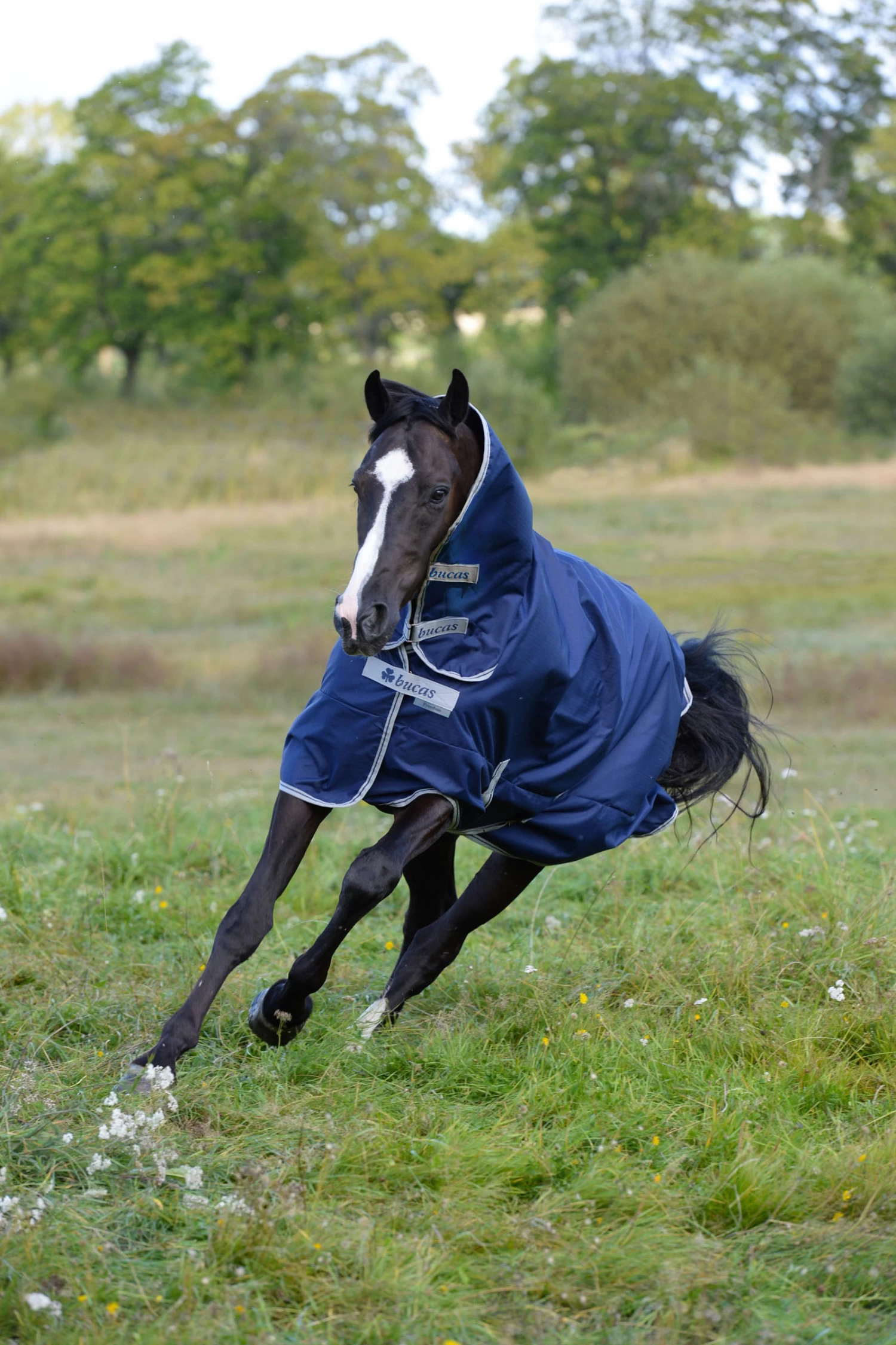 Bucas Freedom Full Turnout Rug With Fixed Neck, 0g 5 Bucas Freedom Full Turnout Rug With Fixed Neck, 0g - Image 3