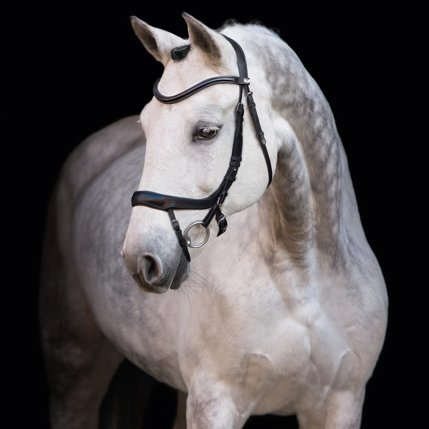 Schockemöhle Equitus Alpha Bridle 4 Schockemöhle Equitus Alpha Bridle - Image 2