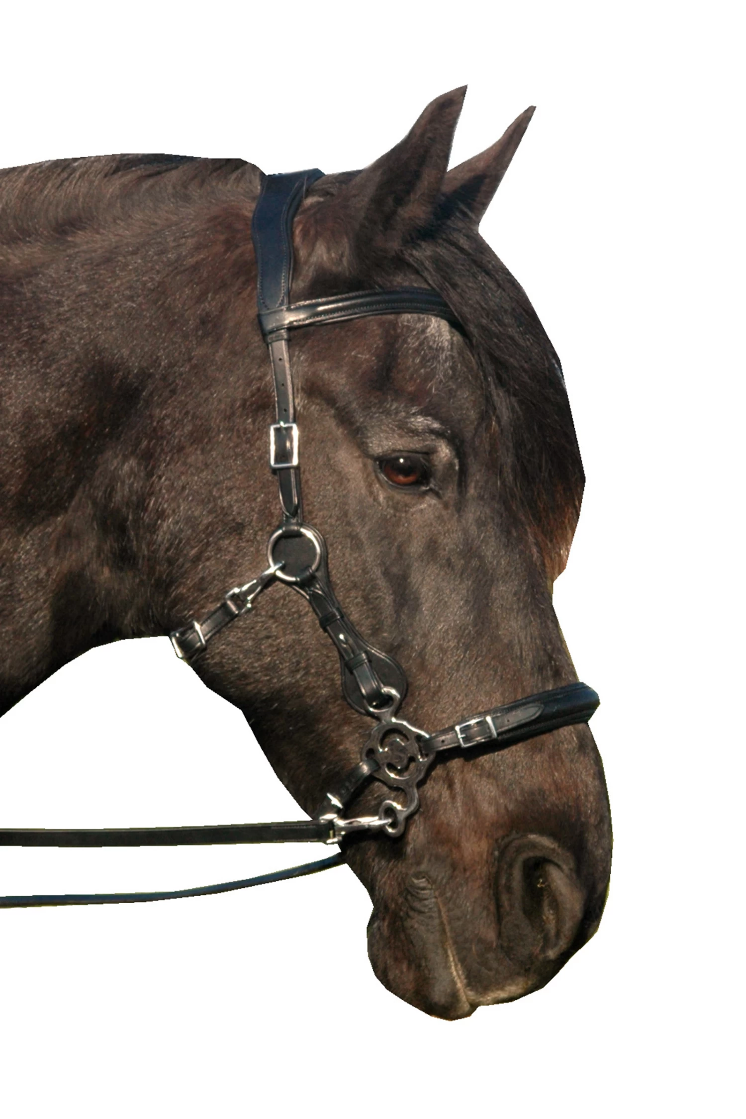 FRA Calli Hackamore Bridle (Syst.2) W/Jaw Straps, Scissors & Rein 5 FRA Calli Hackamore Bridle (Syst.2) W/Jaw Straps, Scissors & Rein - Image 3