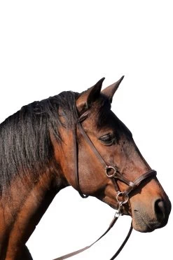 FRA Pardoes Sidepull (System 3) Leather W/ Anti Slip Reins -Sports - Horse Equipment Shop 322960 BR 2