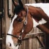 Kentucky Horsewear Leather Grooming Halter -Sports - Horse Equipment Shop 326420 BR 2