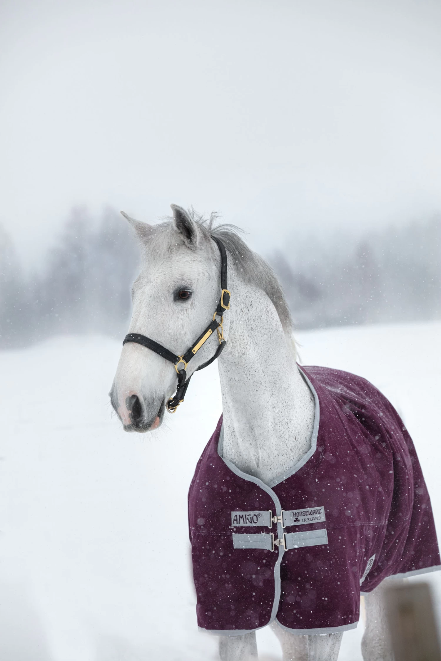 Horseware Amigo Hero Ripstop Turnout Rug, 200g 3 Horseware Amigo Hero Ripstop Turnout Rug, 200g