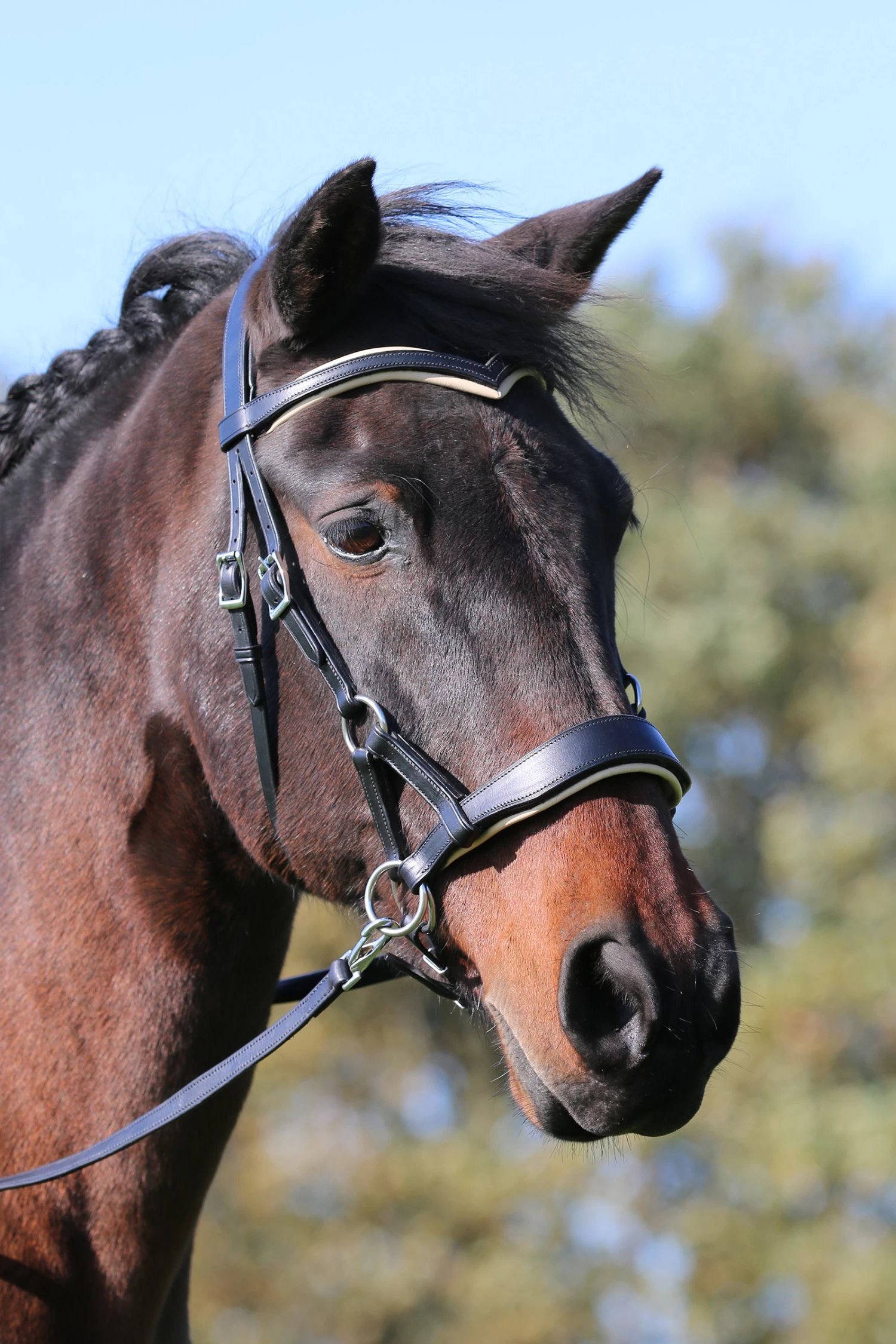F.R.A. Aruba Bitless Bridle 6 F.R.A. Aruba Bitless Bridle - Image 4