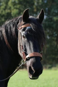 F.R.A. Diego Bitless Bridle -Sports - Horse Equipment Shop 334265 NAT 12