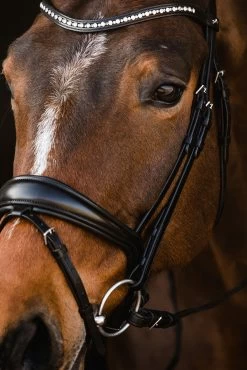 Schockemöhle Brantford Bridle -Sports - Horse Equipment Shop 335283 BL PTG 7