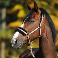 Kavalkade Gretchen Halter -Sports - Horse Equipment Shop 335701 BL CU G 4