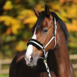 Kavalkade Gretchen Halter -Sports - Horse Equipment Shop 335701 BL GR WH 4