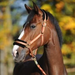 Kavalkade Gretchen Halter -Sports - Horse Equipment Shop 335701 BR LBR OR 4