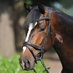 Kavalkade Ivy Bridle -Sports - Horse Equipment Shop 335709 BL 4