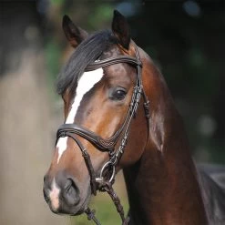 Kavalkade Ivy Bridle -Sports - Horse Equipment Shop 335709 BR 4