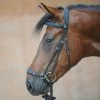 Kavalkade Levana Bridle -Sports - Horse Equipment Shop 335722 BL 1