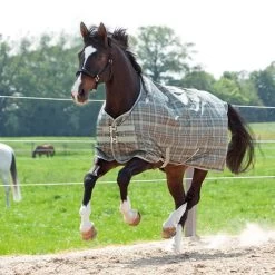 Kavalkade Montreal Turnour Rug, 0g -Sports - Horse Equipment Shop 335734 GR CHK 1