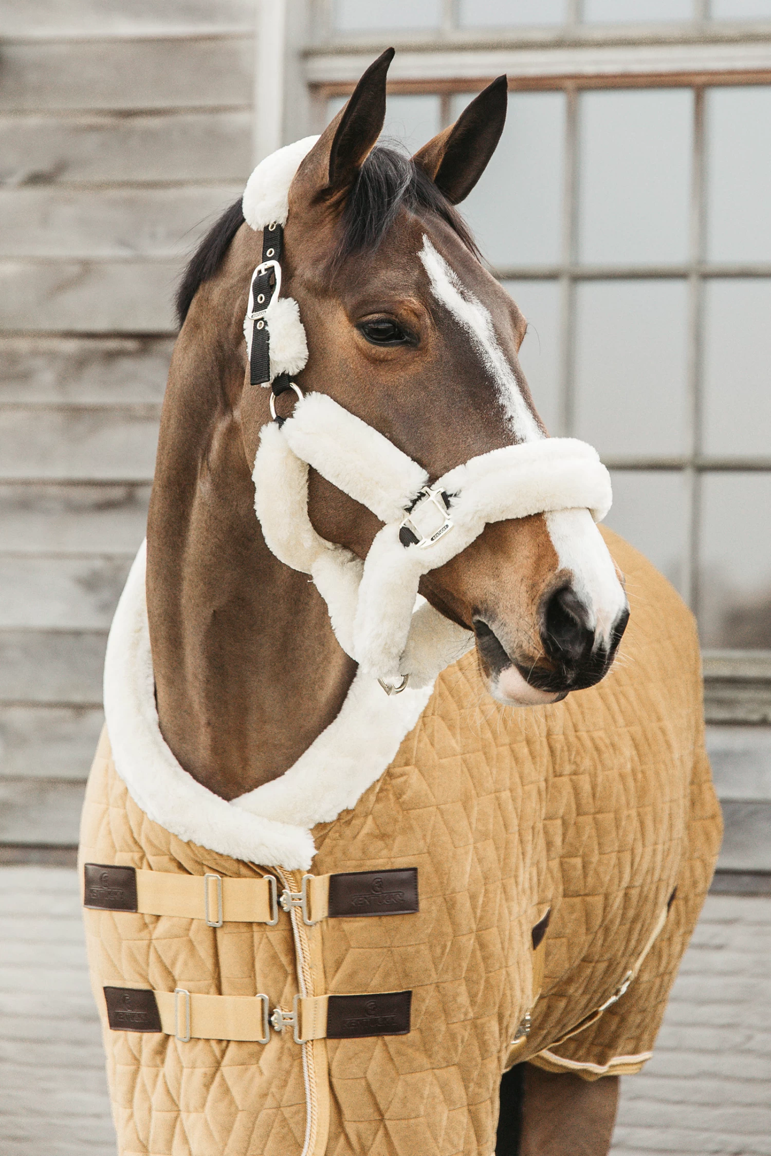 Kentucky Horsewear Velvet Pony Show Rug, 160g 8 Kentucky Horsewear Velvet Pony Show Rug, 160g - Image 6