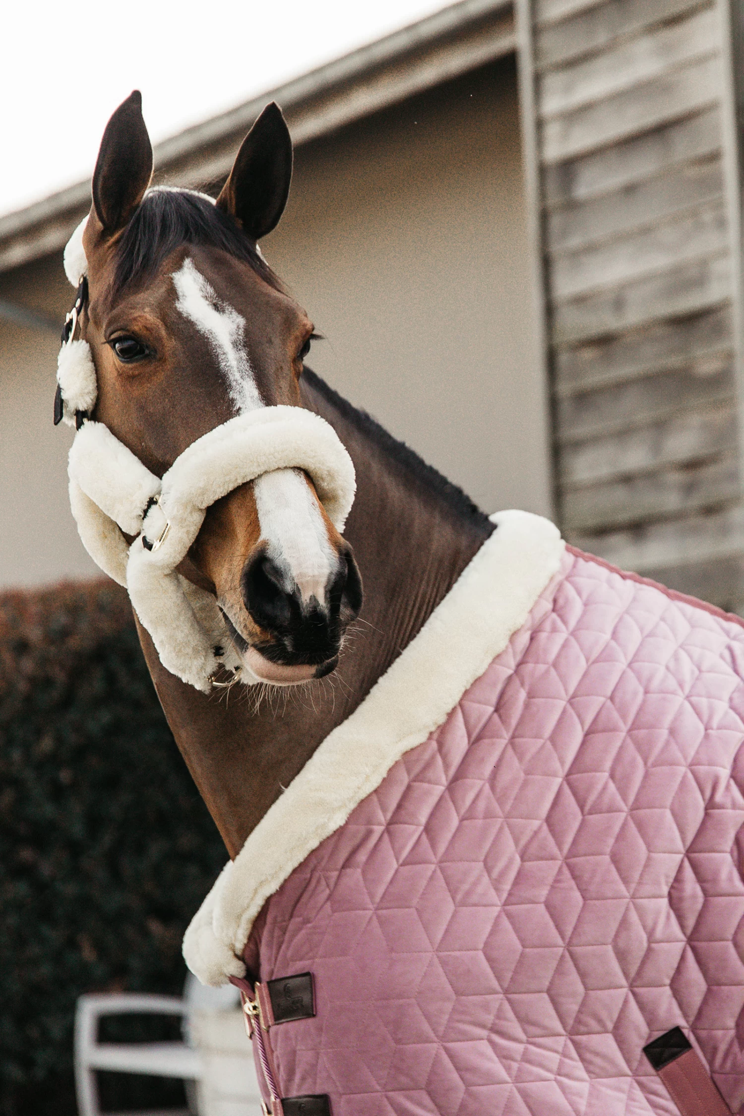 Kentucky Horsewear Velvet Pony Show Rug, 160g 16 Kentucky Horsewear Velvet Pony Show Rug, 160g - Image 14