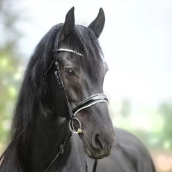 Kavalkade KavalSH4 Juliana English Combined Bridle