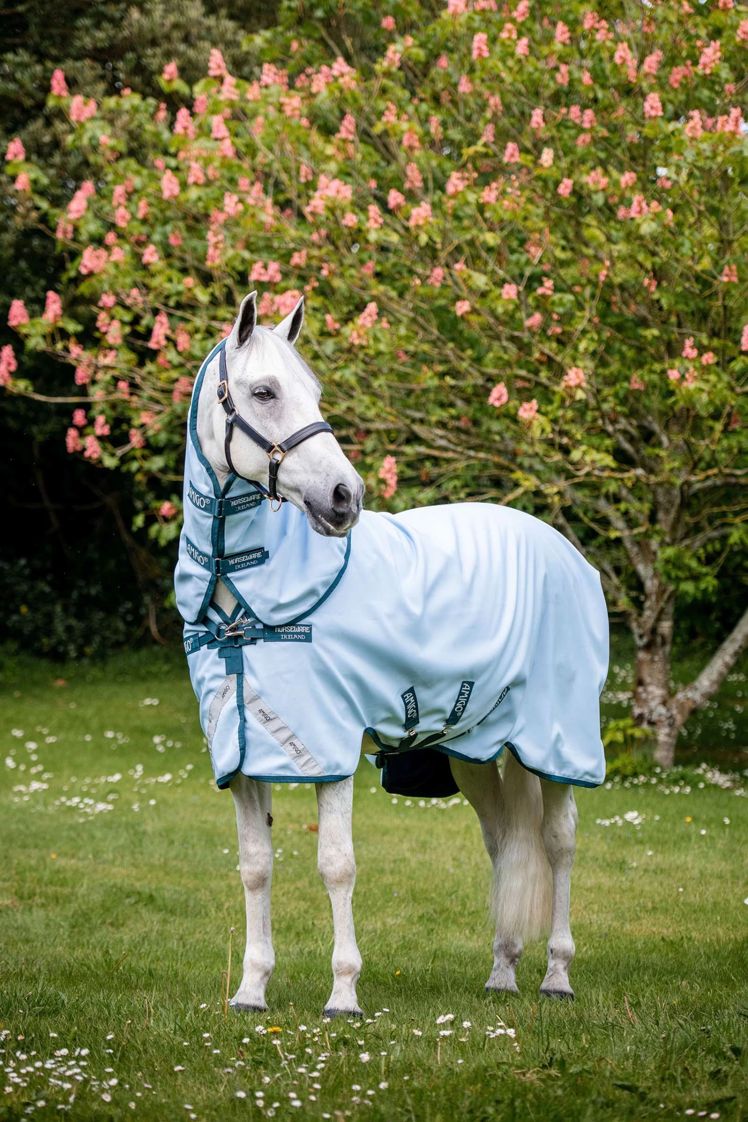 Horseware Amigo Plant Dye Turnout Rug, 50g 4 Horseware Amigo Plant Dye Turnout Rug, 50g - Image 2