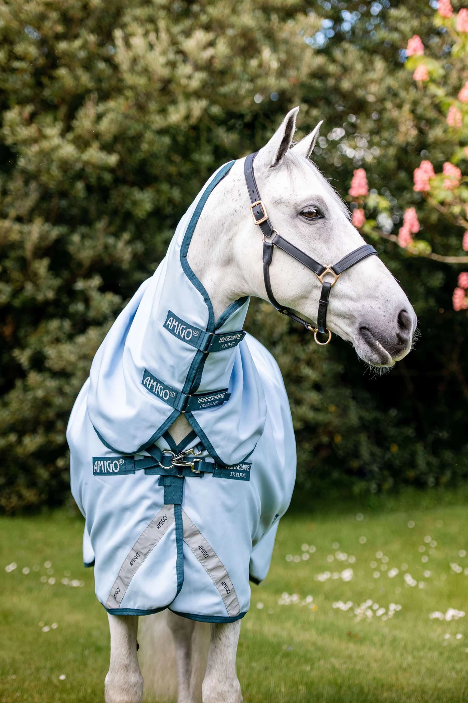 Horseware Amigo Plant Dye Turnout Rug, 50g 5 Horseware Amigo Plant Dye Turnout Rug, 50g - Image 3