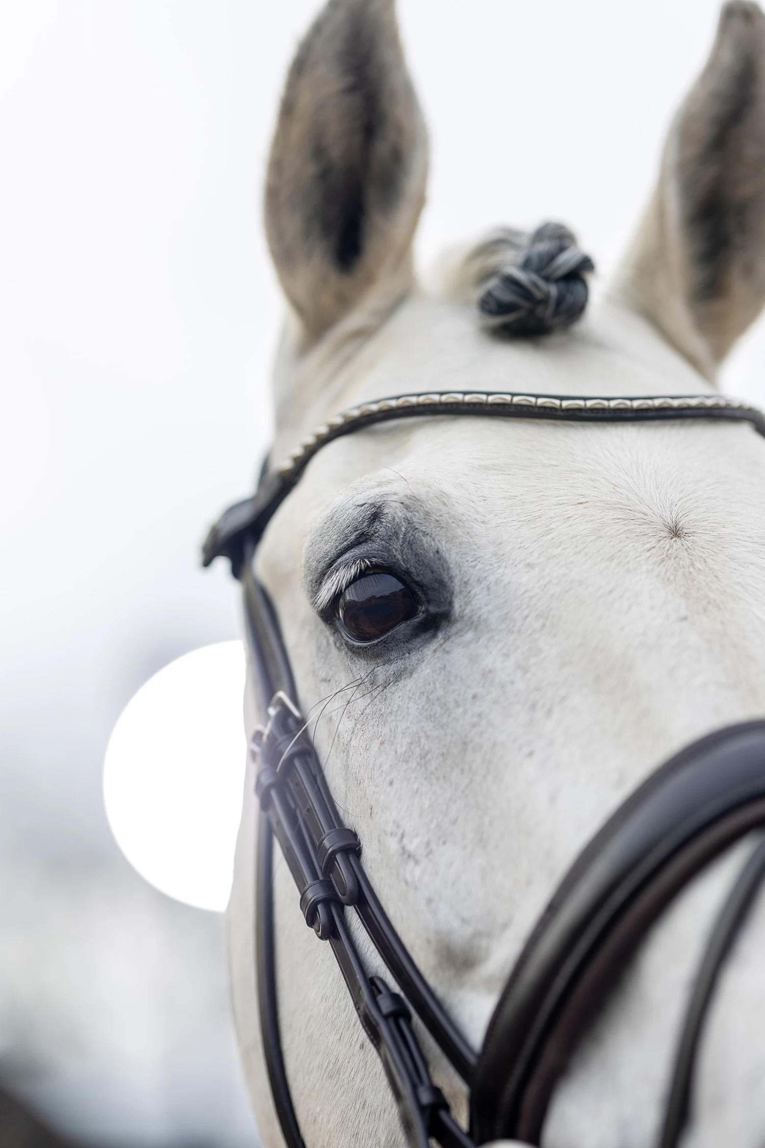 LeMieux Classic Dressage Bridle 10 LeMieux Classic Dressage Bridle - Image 8
