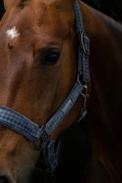 Eskadron Essence 22/23 Doublepin Vevet Stamp Headcollar 10 Eskadron Essence 22/23 Doublepin Vevet Stamp Headcollar -Sports - Horse Equipment Shop 342547 DLB 3