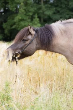 Kavalkade Cheek Strap For Kjartan Icelandic Bridle -Sports - Horse Equipment Shop 344064 BL 3