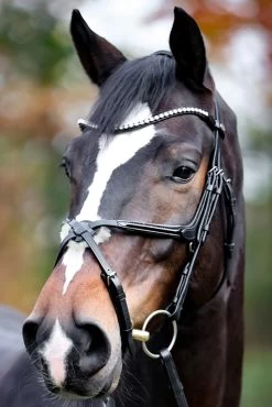 Kavalkade Lucia Mexican Bridle