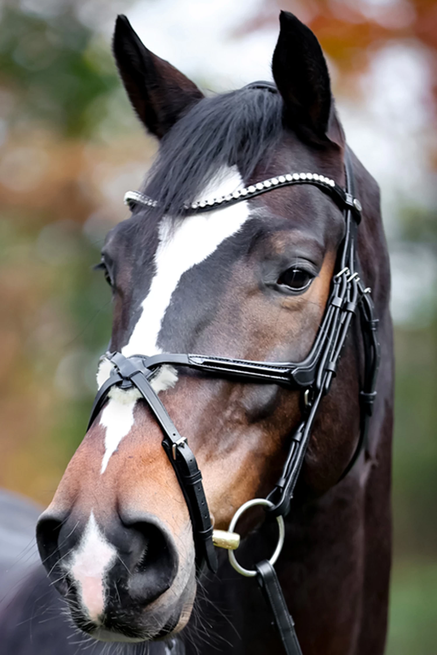 Kavalkade Lucia Mexican Bridle 3 Kavalkade Lucia Mexican Bridle